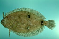 Three-eye flounder ( Ancylopsetta dilecta ).jpg