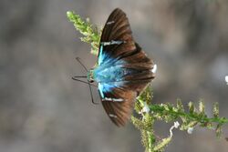 Two-barred flasher (Astraptes fulgerator).jpg