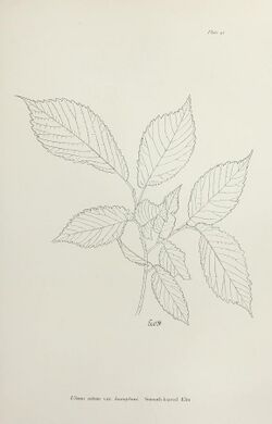 Ulmus nitens var. hunnybuni. Smooth-leaved Elm (01).jpg