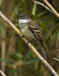 White-throated Tyrannulet - Colombia S4E1366 (16872351571).jpg