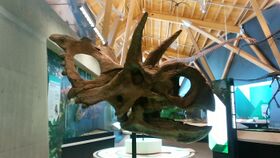 Xenoceratops.jpg