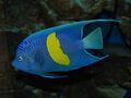 Yellowbar angelfish.jpg
