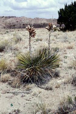 Yucca baileyi subsp. intermedia fh 1179.25 NM B.jpg