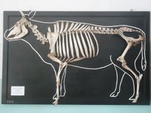 Bones are mounted on a black board