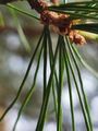臺灣五針松 Pinus morrisonicola 20210415084410 01.jpg