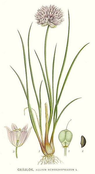 File:386 Allium schoenoprasum.jpg