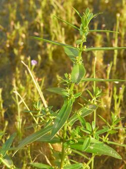 Ammannia multiflora.jpg