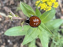 Anatis lecontei, or Leconte's giant lady beetle