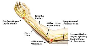 Anatomy of Ulnar nerve.JPG