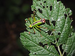 Andreiniimon nuptialis male 1.jpg