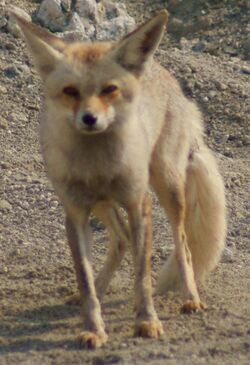 Arabian red fox.jpg