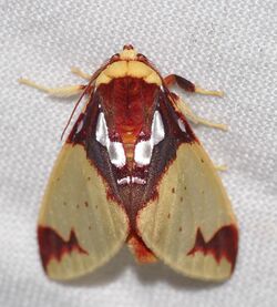 Arctiid Moth (Amaxia chaon) (25456157947).jpg