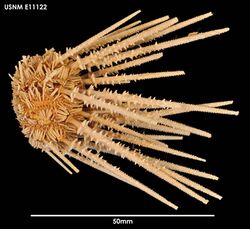 Austrocidaris spinulosa (USNM E11122) 005.jpeg