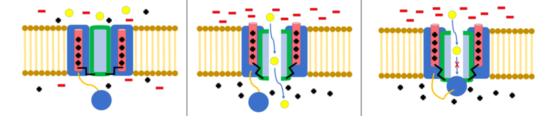 File:Ball and Chain Voltage-gated Ion Channel.png