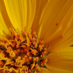 Balsamorhiza sagittata 6.jpg