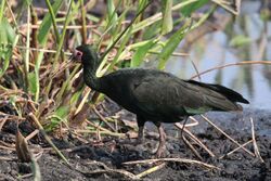 Bare-faced ibis (Phimosus infuscatus).JPG