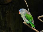 Dusty green parrot with bright green wings, blue brow, and red beak