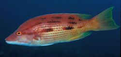 Bodianus unimaculatus (Red pigfish).jpg