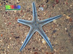 Bordered sea star (Craspidaster hesperus).jpg