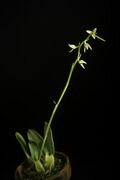 Bulbophyllum tripetalum Lindl., Ann. Mag. Nat. Hist. 10 185 (1842) (50428029797).jpg