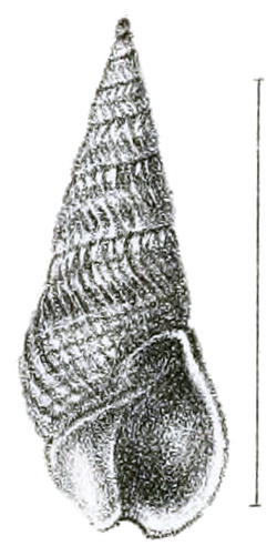 Bullia mozambicensis shell.png