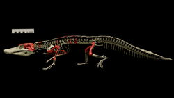 Burkesuchus mallingrandensis skeleton.png