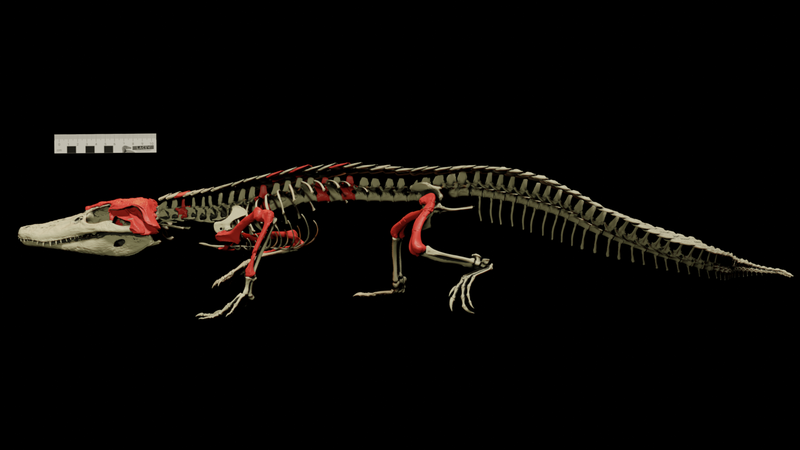 File:Burkesuchus mallingrandensis skeleton.png