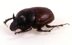 CSIRO ScienceImage 11207 Dung beetle Onthophagus gazella side view.jpg