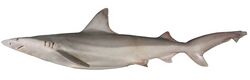 Carcharhinus fitzroyensis csiro-nfc.jpg