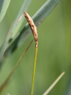 Carex dioica maennlein.jpeg