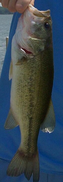 Caught largemouth bass.jpg