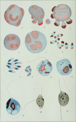 Centralblatt für Bakteriologie, Parasitenkunde und Infektionskrankheiten (1912) (20400006990).jpg