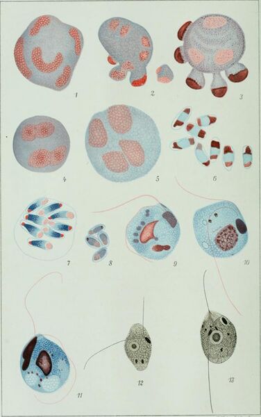 File:Centralblatt für Bakteriologie, Parasitenkunde und Infektionskrankheiten (1912) (20400006990).jpg