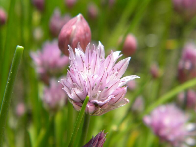 File:Chive flower close-up.jpg