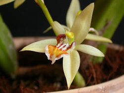 Coelogyne lentiginosa.jpg