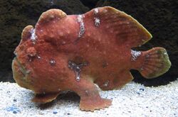 Commerson's frogfish (Antennarius commerson) in Waikiki Aquarium.JPG