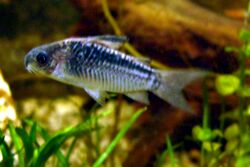 Corydoras elegans.jpg