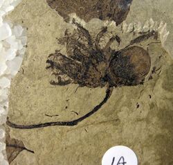 Corylus johnsonii Holotype SR 98-01-02 A.jpg