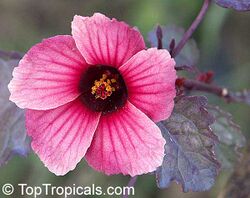 Cranberry hibiscus full bloom.jpg