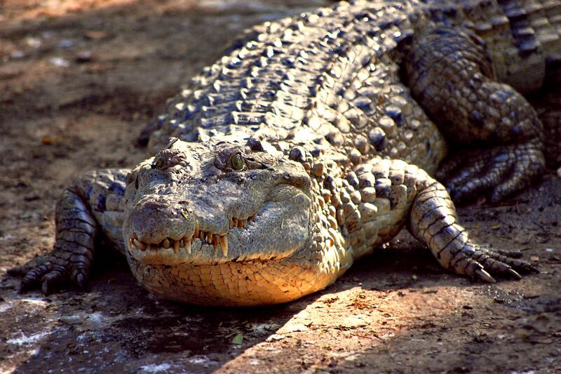 File:Crocodylus mindorensis by Gregg Yan 01.jpg