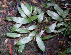 Cryptocarya microneura - leaves.JPG