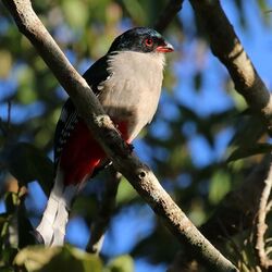 Cuban trogon (Priotelus temnurus).JPG