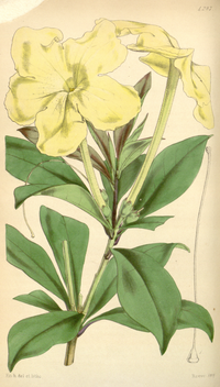 Curtis's Botanical Magazine, Plate 4287 (Volume 73, 1847).png