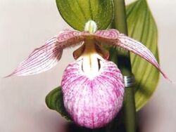 Cypripedium franchetii.jpg