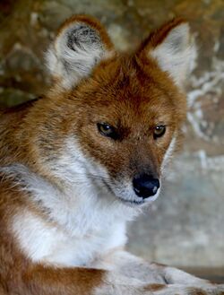 Dhole.jpg