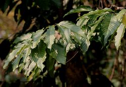 Dillenia pentagyna leaves- at Jayanti, Duars, West Bengal W IMG 5367.jpg