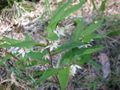 Drymophila cyanocarpa.jpg