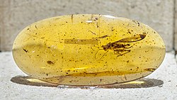 Elcanidae Burmese amber NMNS.jpg