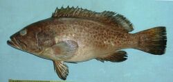 Epinephelus bleekeri 1.jpg