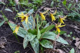 Erythronium americanum; Yellow Trout Lily.jpg